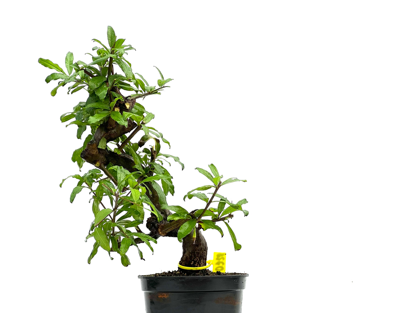 Punica Granatum Nejikan 0228