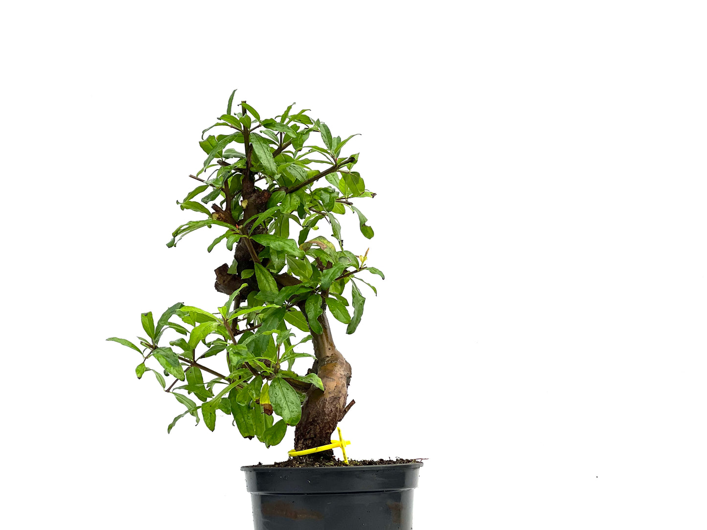 Punica Granatum Nejikan 0228