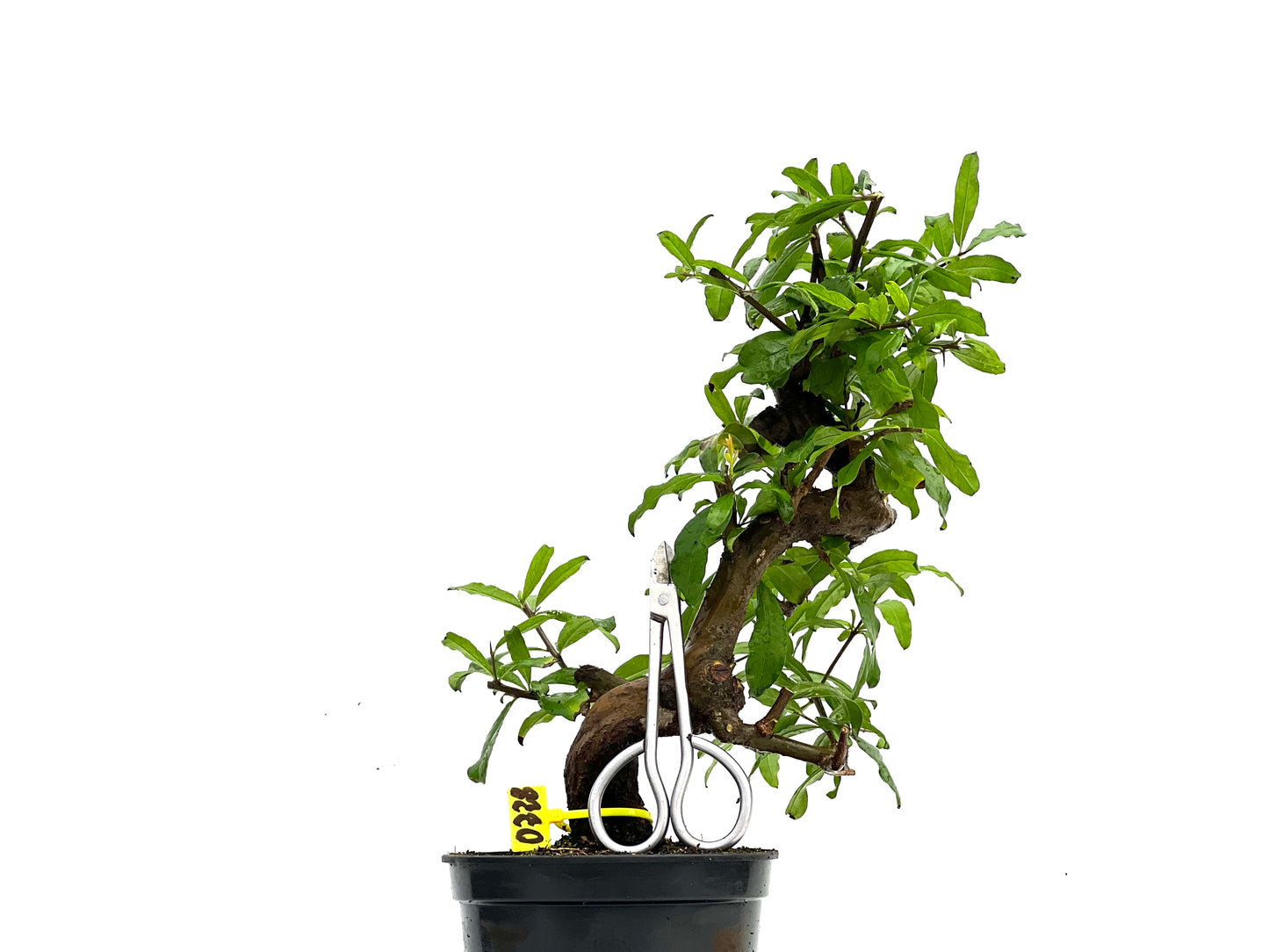 Punica Granatum Nejikan 0228