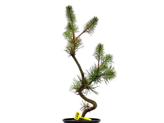 Pinus Sylvestris 2666