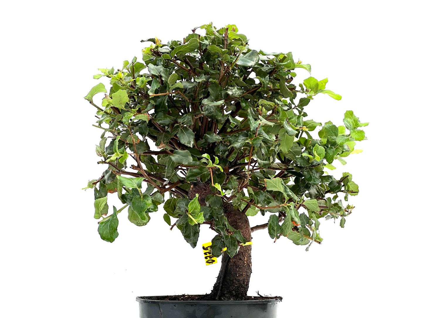 Quercus Suber 0225