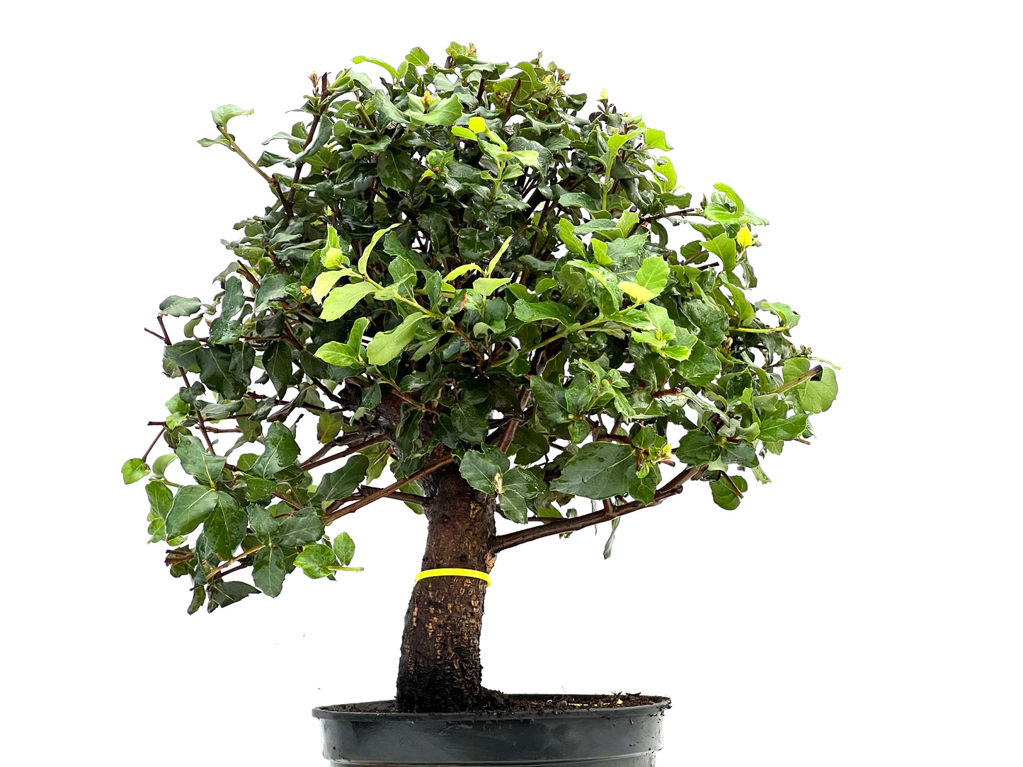 Quercus Suber 0225