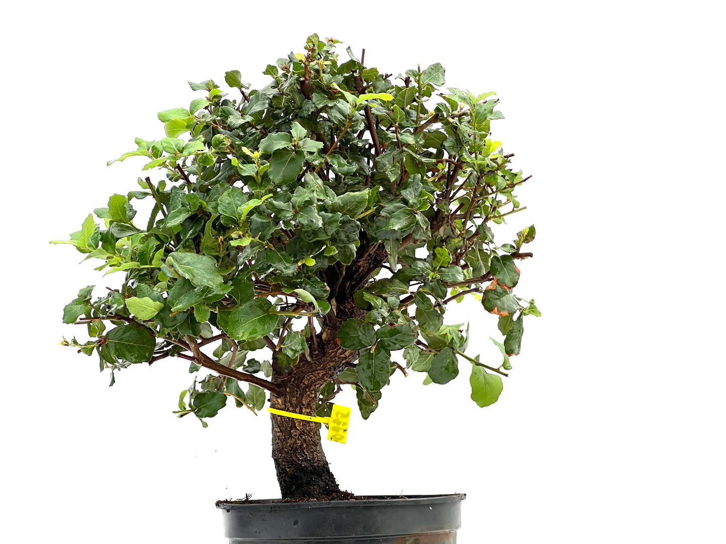 Quercus Suber 0225