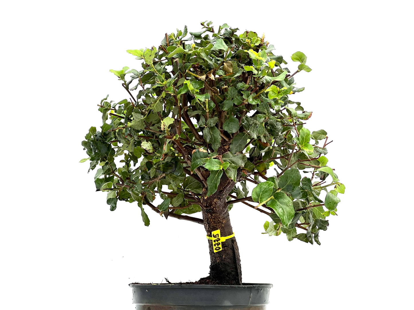 Quercus Suber 0225