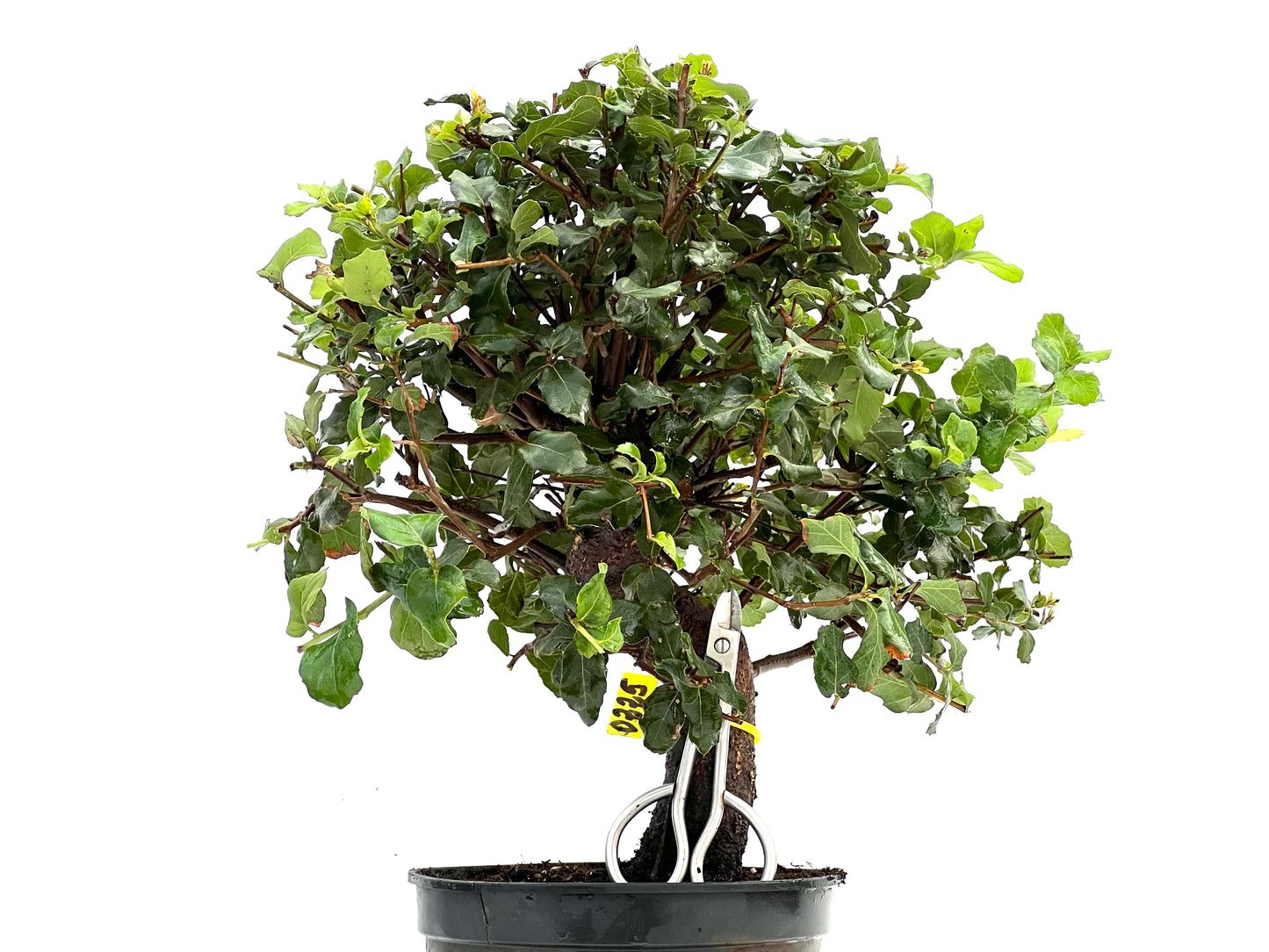 Quercus Suber 0225