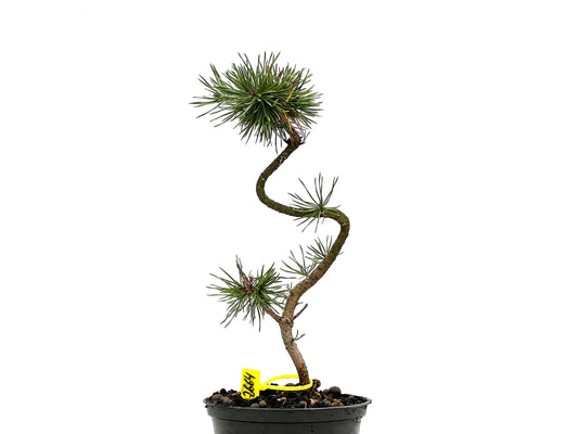 Pinus Sylvestris 2664