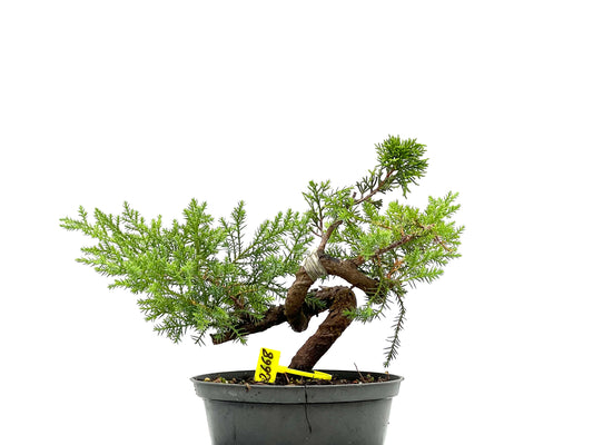 Juniperus 2668