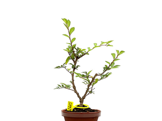 Olmo Nire Keyaki 2665