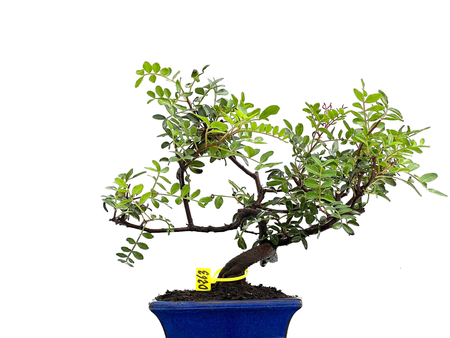 Pistacia Lentiscus 0263