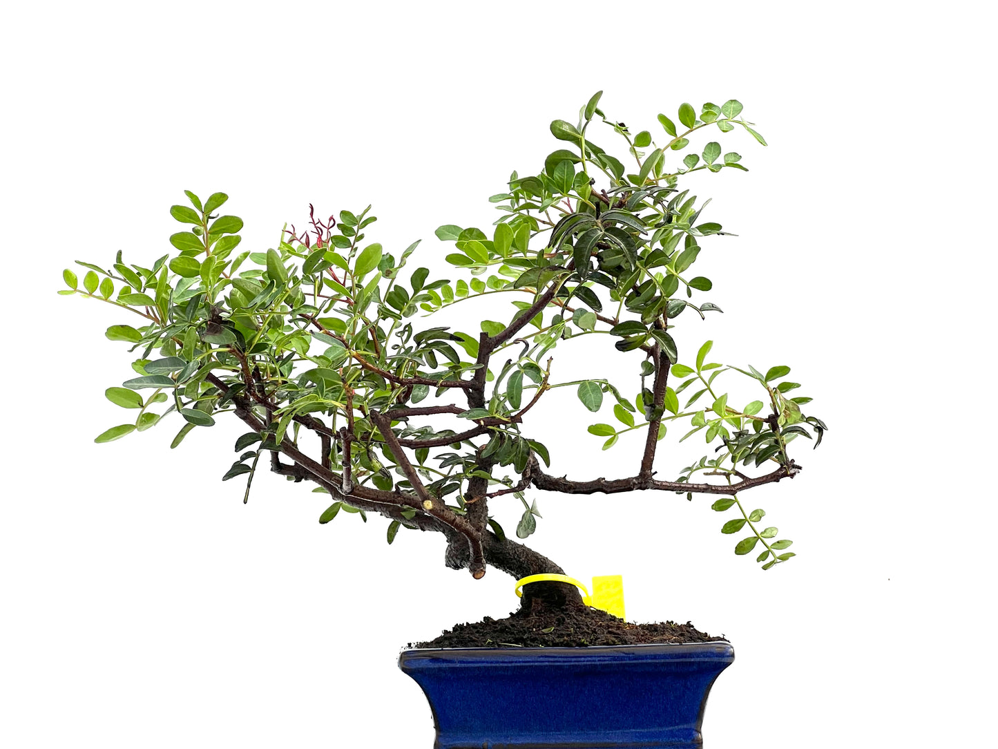 Pistacia Lentiscus 0263