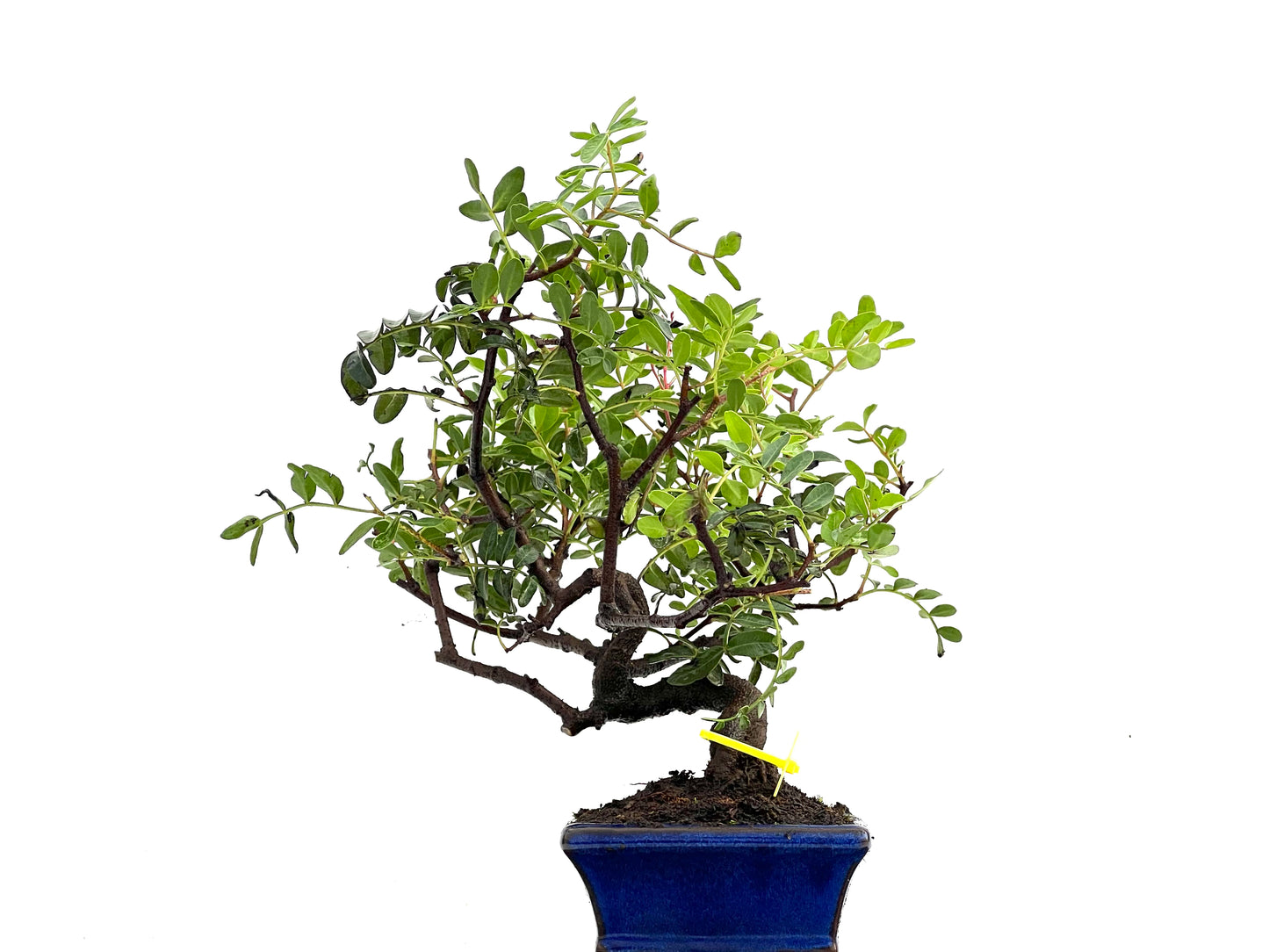 Pistacia Lentiscus 0263