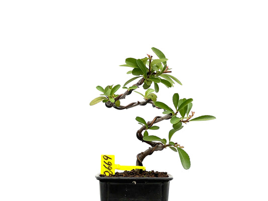 Pyracantha 2669