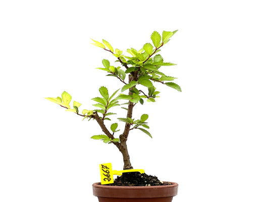 Olmo Nire Keyaki 2667