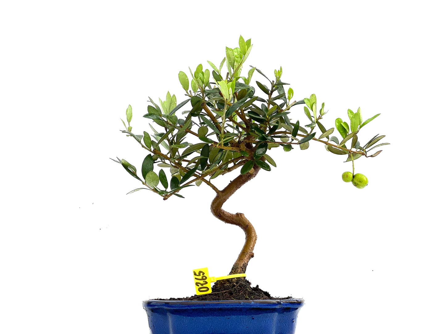 Olea Europaea 0265