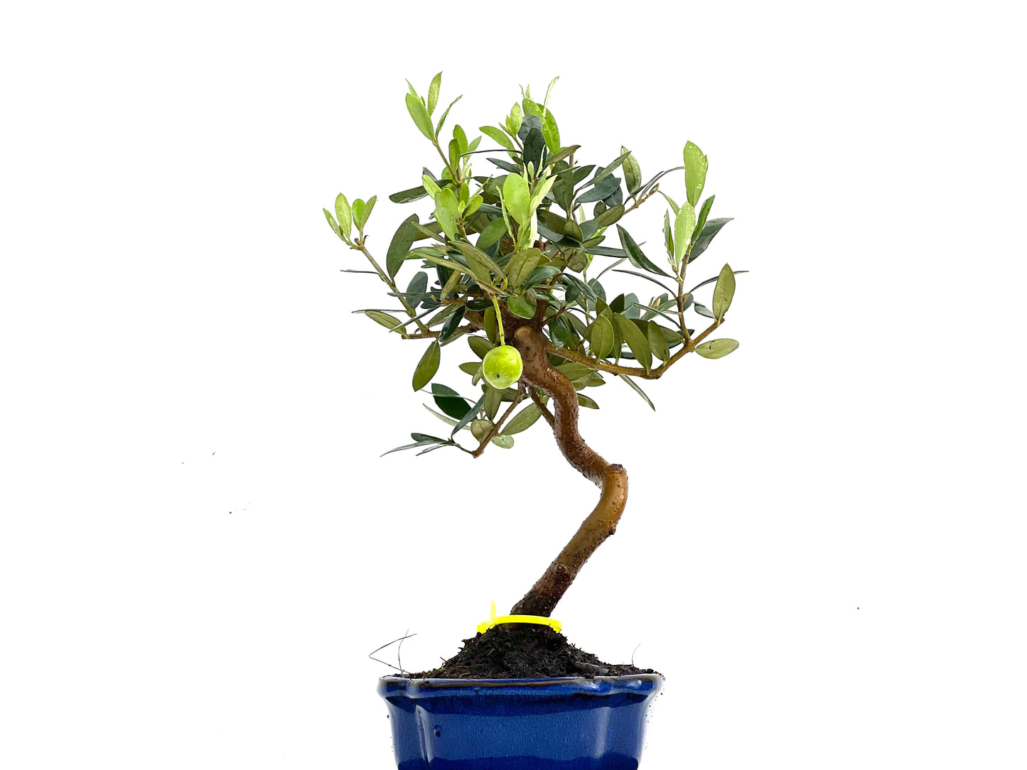 Olea Europaea 0265