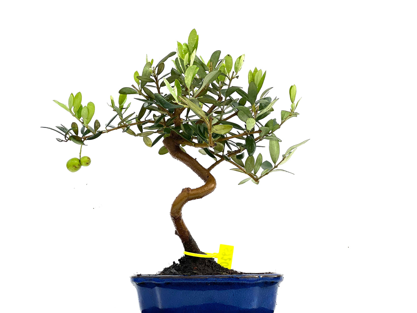 Olea Europaea 0265