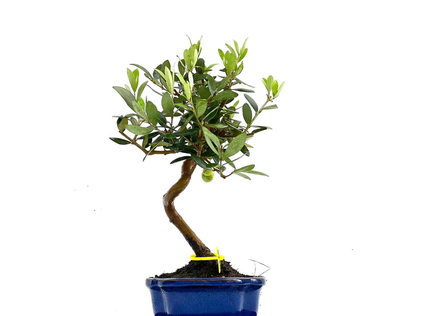 Olea Europaea 0265