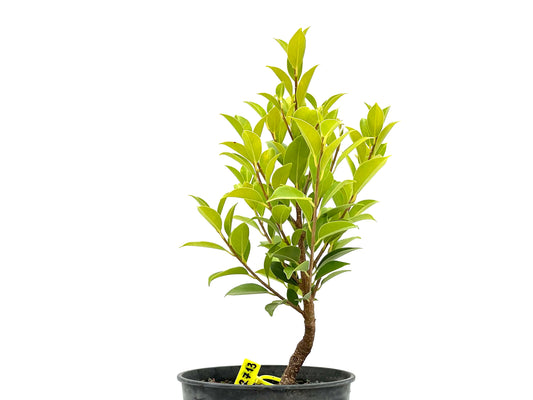 Ficus Tiger Bark 2713