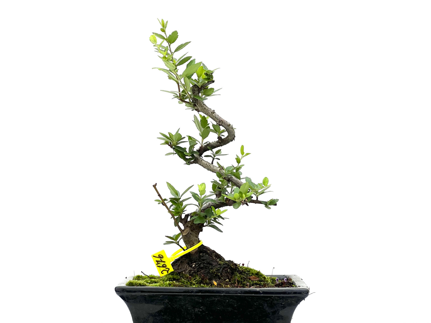 Pyracantha 2676