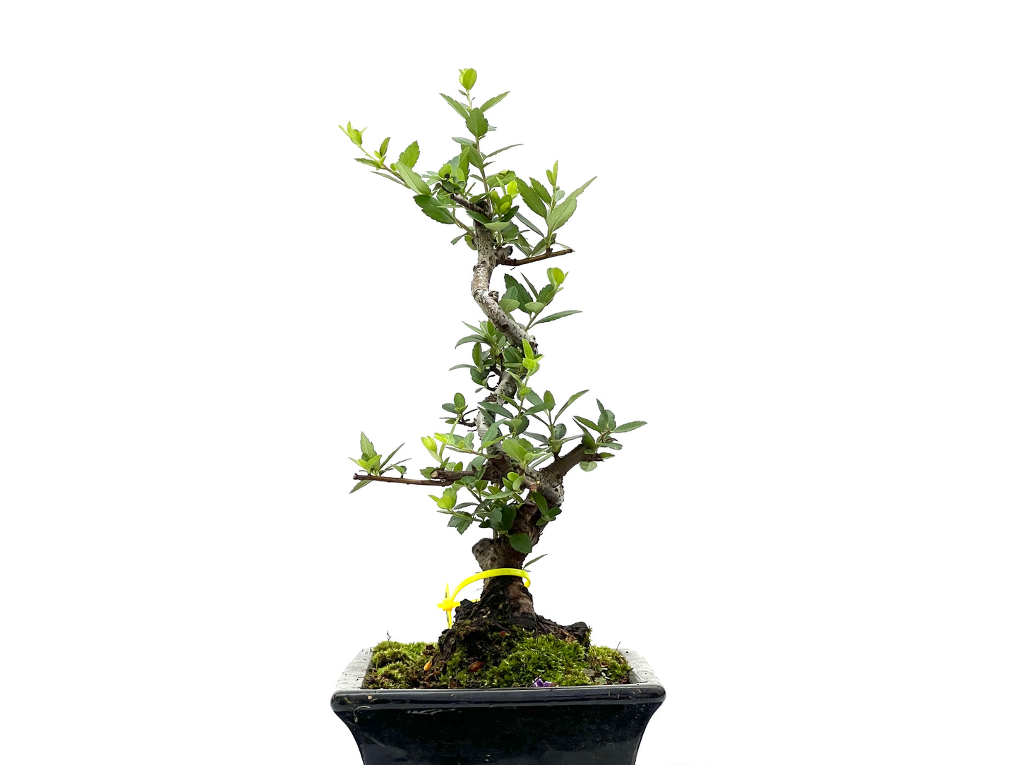 Pyracantha 2676