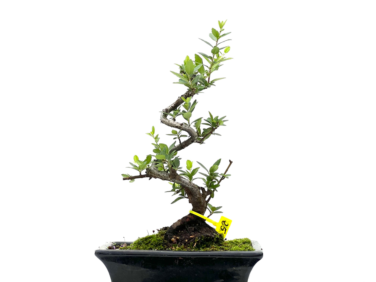 Pyracantha 2676