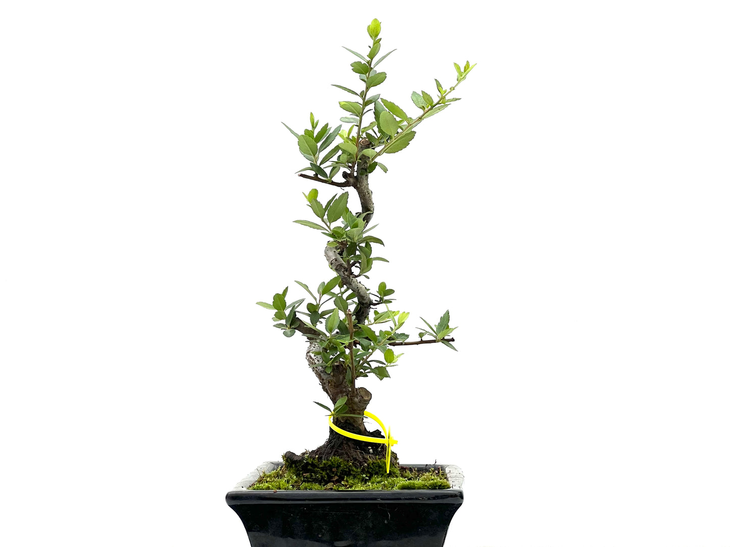 Pyracantha 2676