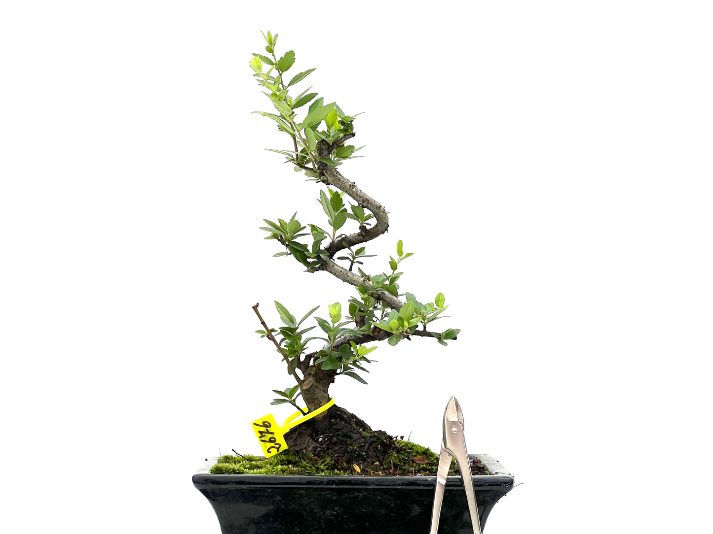 Pyracantha 2676