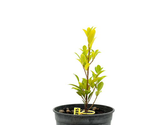 Ficus Tiger Bark 2723