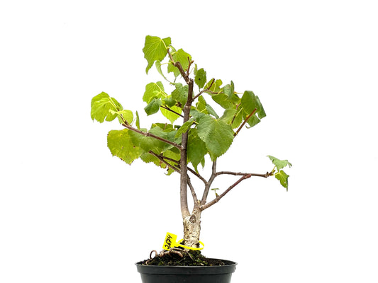 Tilo Cordata 2674