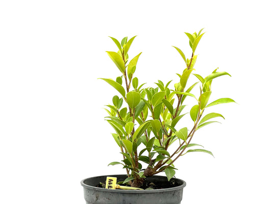 Ficus Tiger Bark 2714