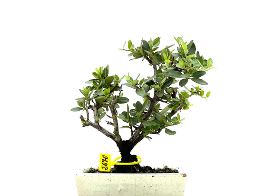 Pyracantha 2670