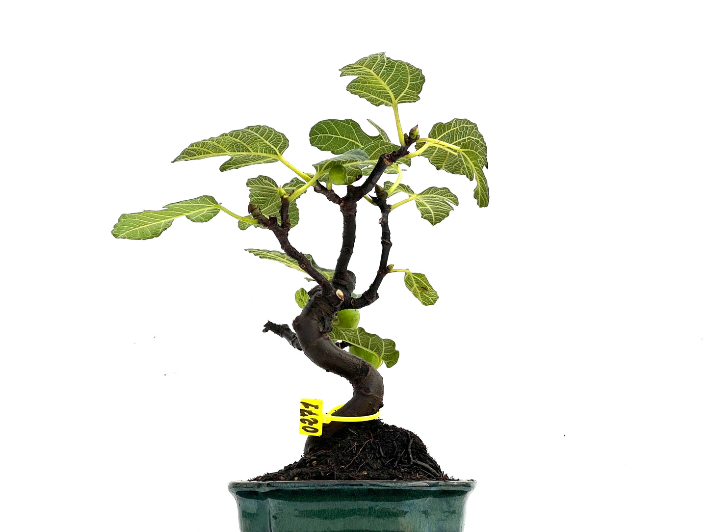 Ficus Carica 0271
