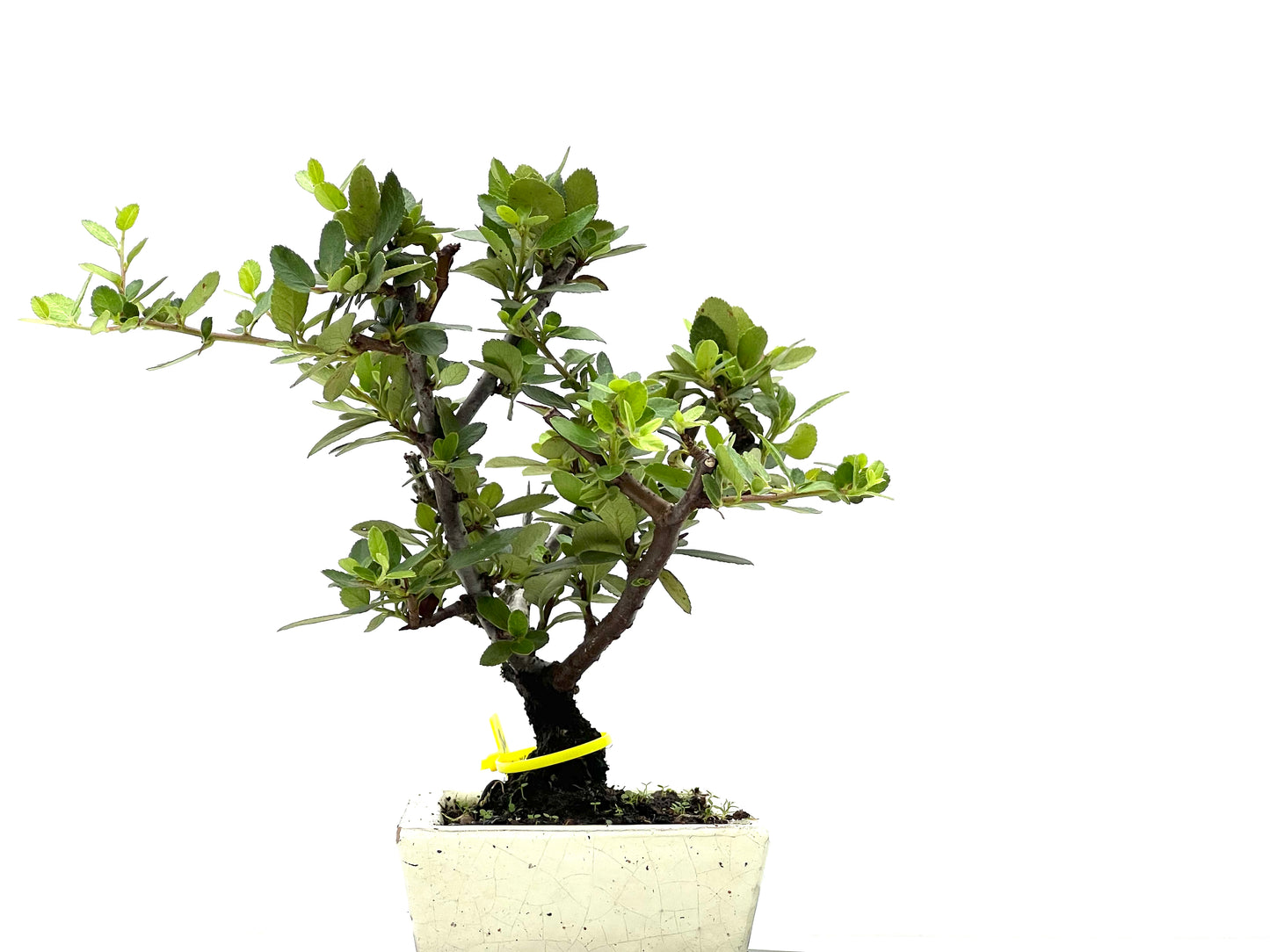 Pyracantha 2670