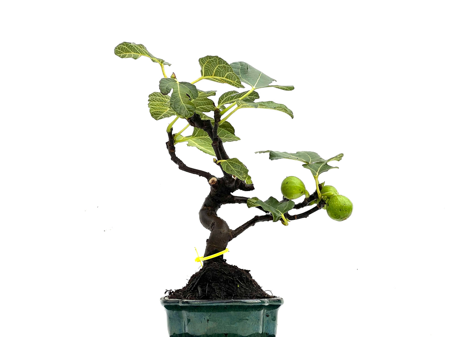Ficus Carica 0271