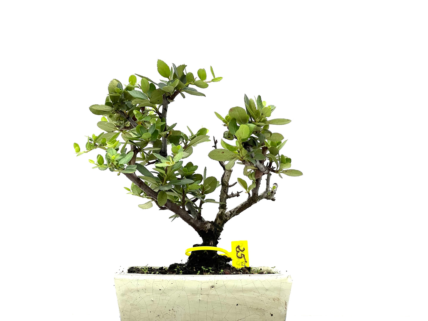 Pyracantha 2670