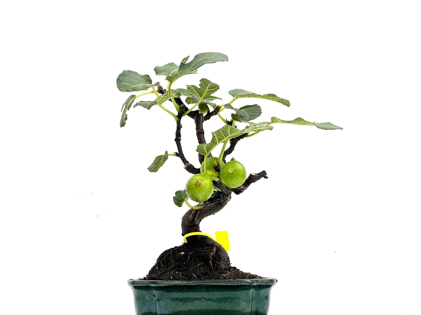 Ficus Carica 0271