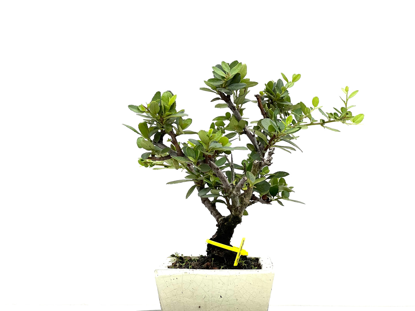 Pyracantha 2670