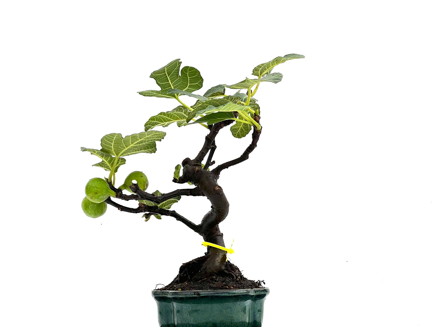 Ficus Carica 0271