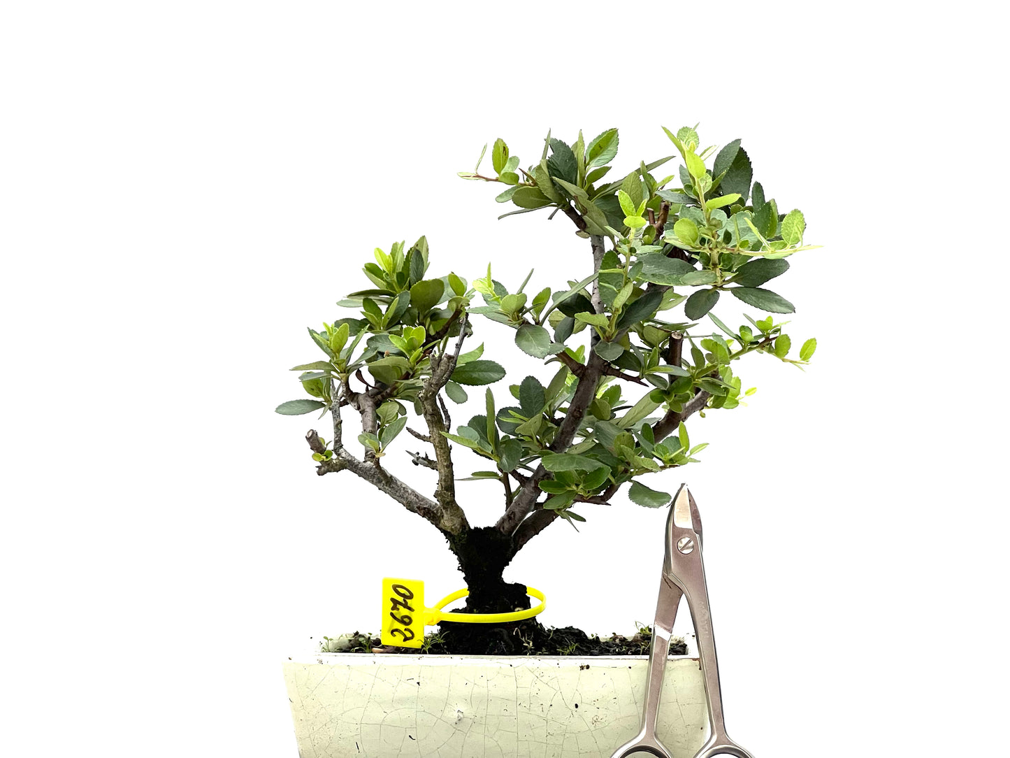 Pyracantha 2670