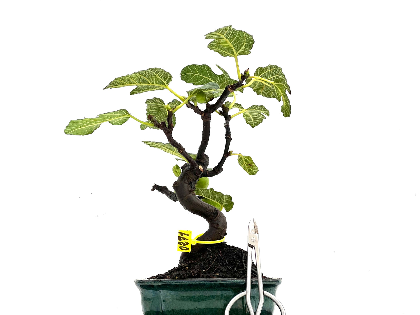 Ficus Carica 0271