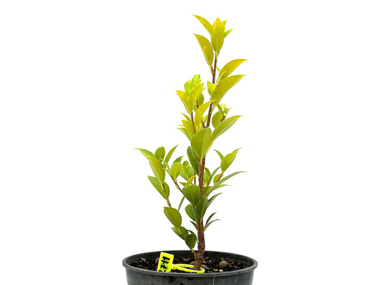 Ficus Tiger Bark 2711