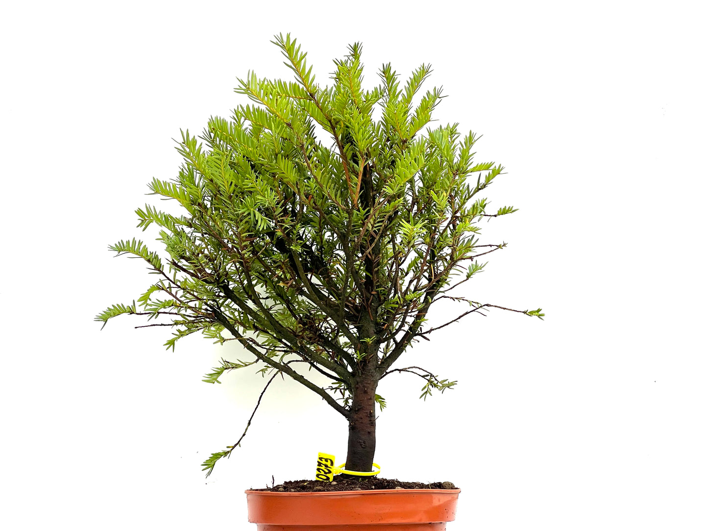 Taxus Baccata 0273