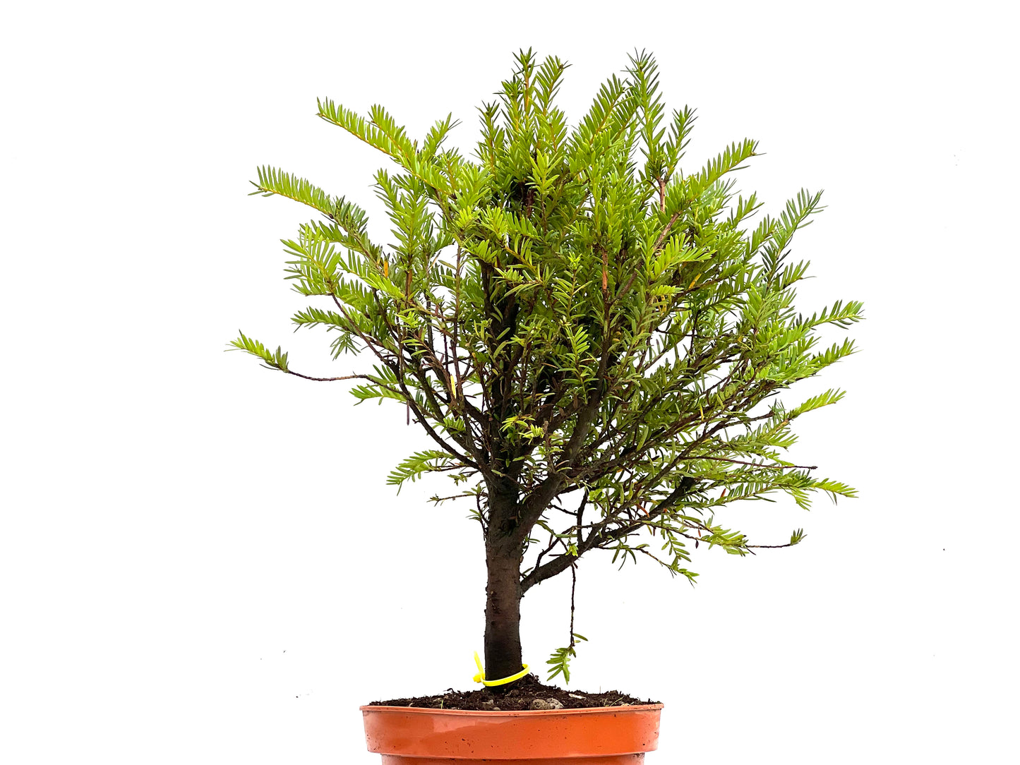 Taxus Baccata 0273