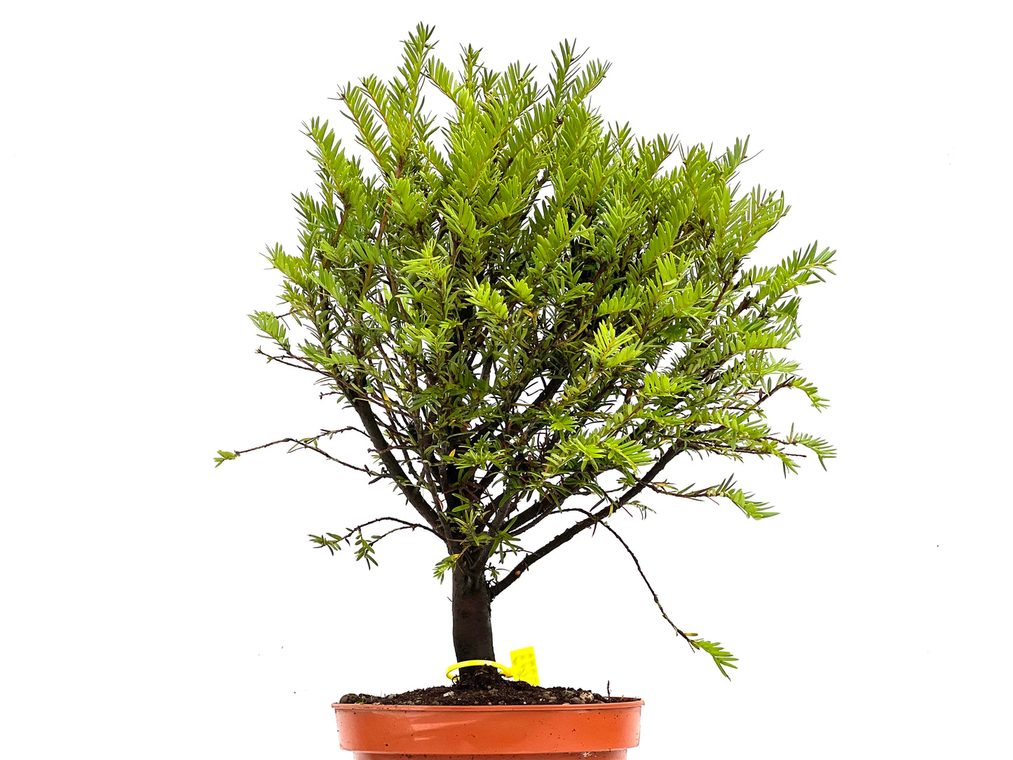 Taxus Baccata 0273