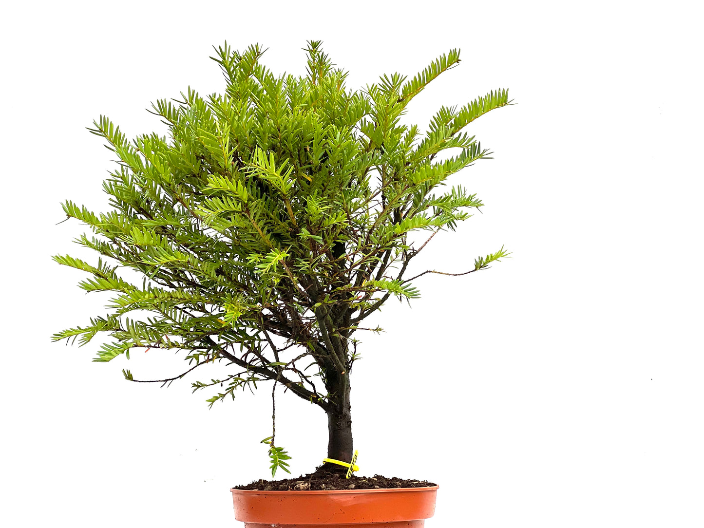 Taxus Baccata 0273