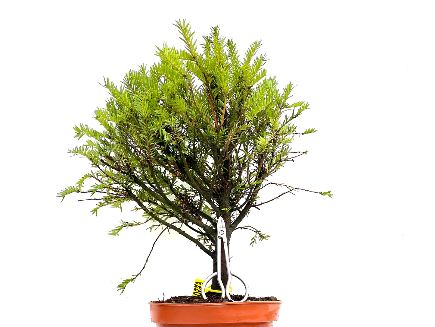 Taxus Baccata 0273