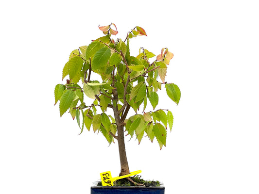 Zelkova Serrata 2673