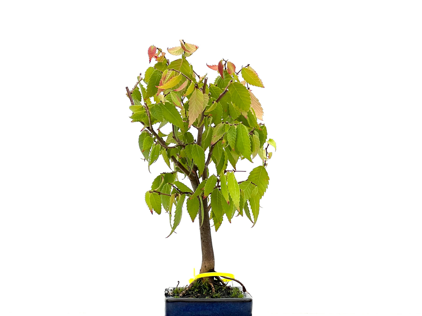 Zelkova Serrata 2673