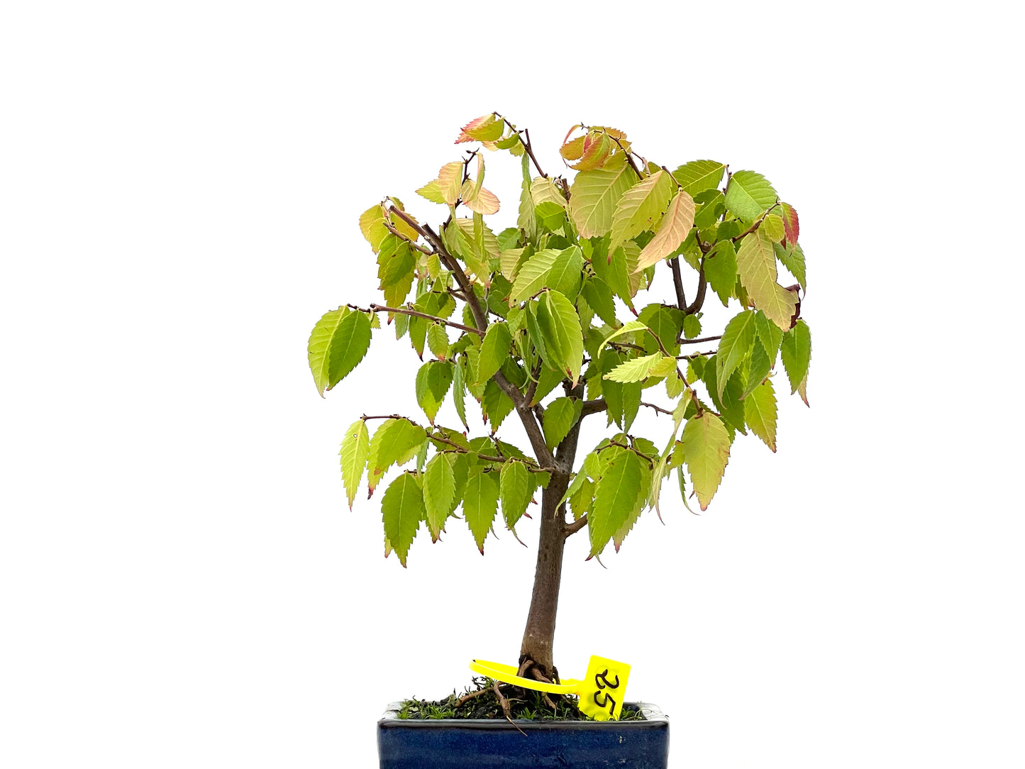 Zelkova Serrata 2673