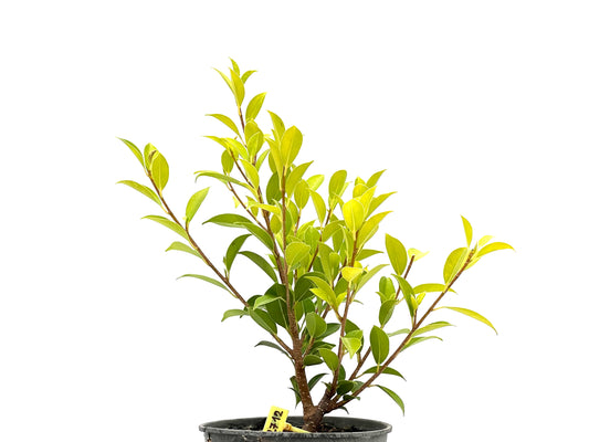 Ficus Tiger Bark 2712